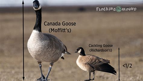 canada goose banned in china